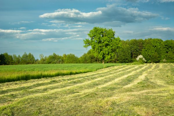 Cost of Vegetation Removal in Richmond