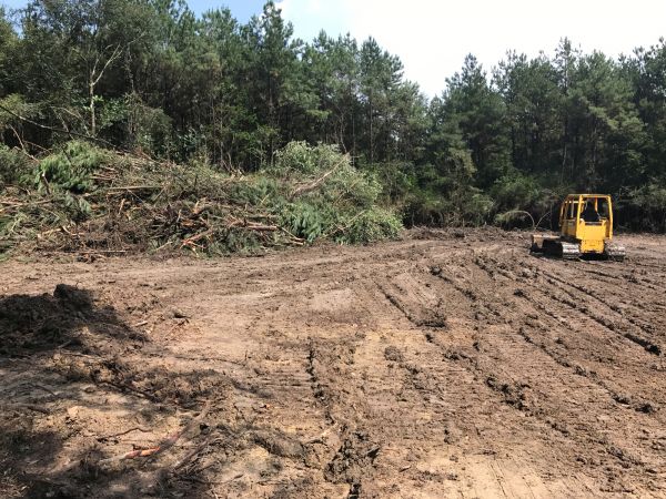 Cost of Thicket Clearing in Richmond